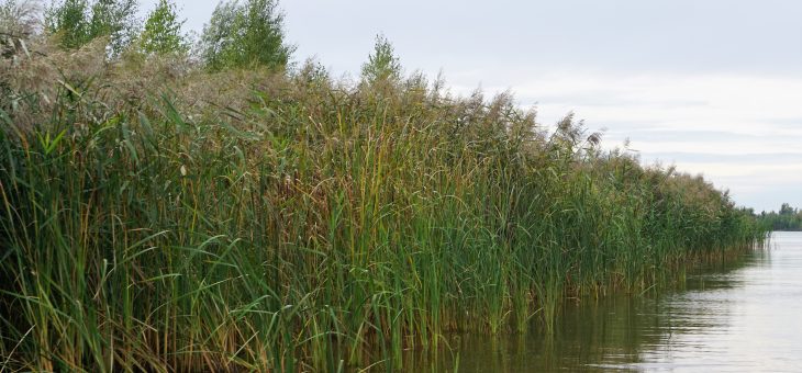 Pilotstudie zur Verteilung von Röhrichtbeständen am Störmthaler See