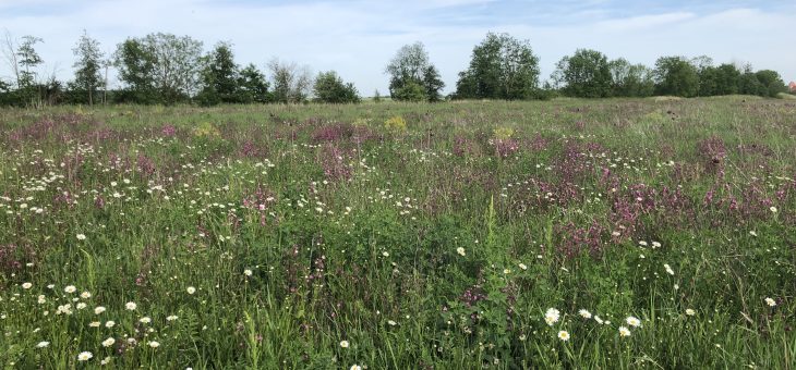 Aufruf zur Online-Beteiligung zur EU-Verordnung zur Wiederherstellung der Natur (WVO)